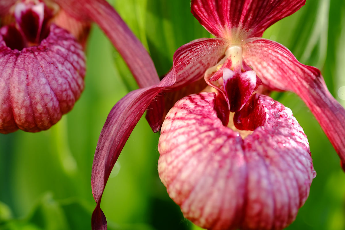 Garden Slippers Exotic and rare cold growing perennial orchids, Shawn Hillis, Calgary, Alberta